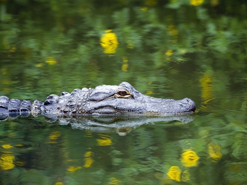 American Alligator Swimming in Everglades