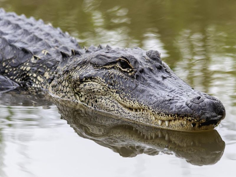 American Alligator swimming in the spring swamp