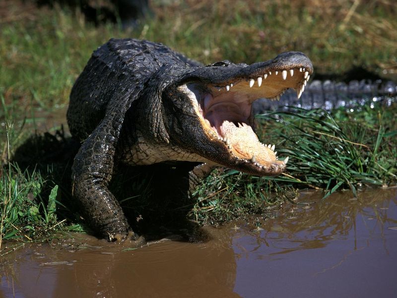 American Alligator with mouth open