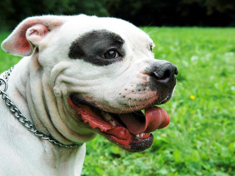 American Bulldog with grass in background
