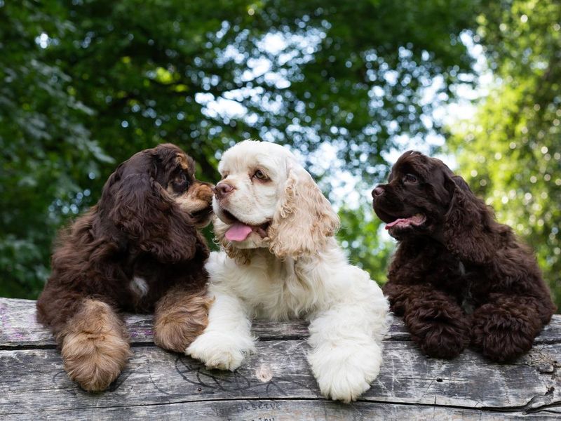American Cocker Spaniel with cute faces looking at the camera. Dogs in nature.