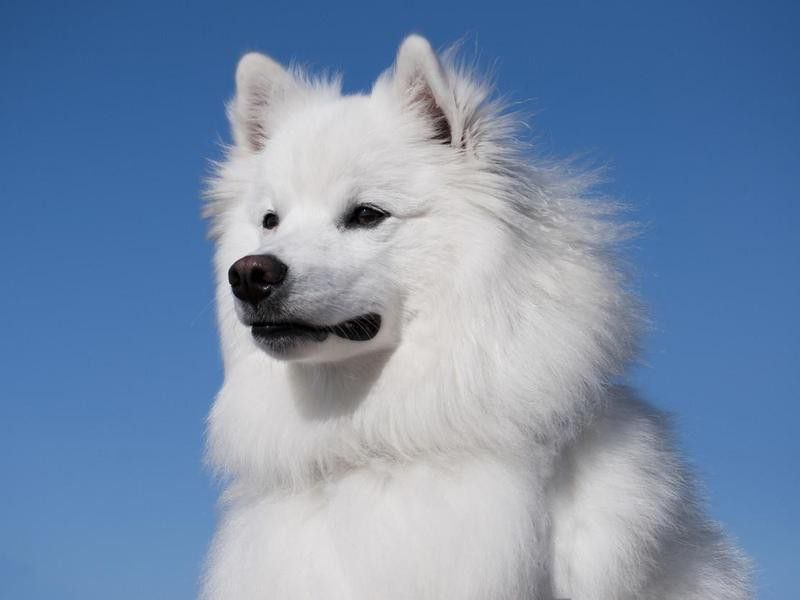 American Eskimo Dog portrait