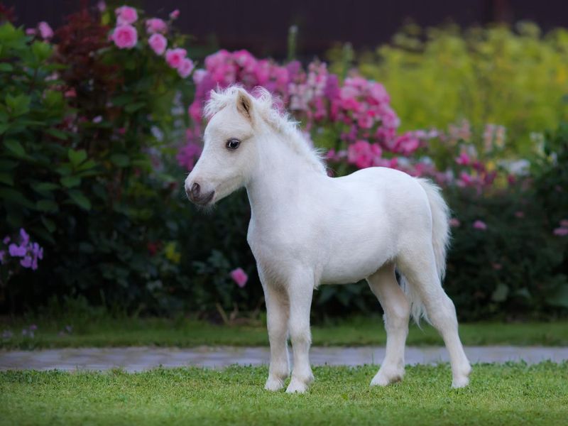 American miniature horse. Palomino foal  in garden.