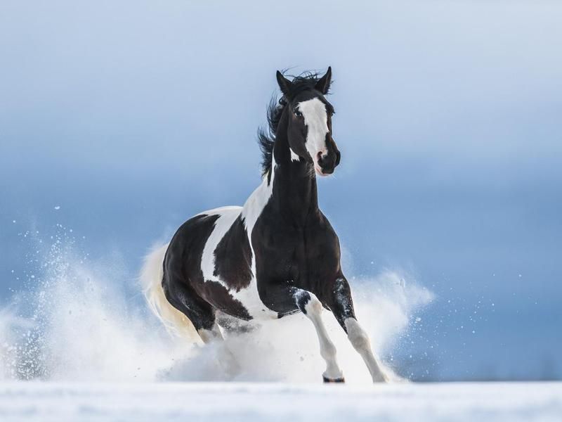 American Paint Horse in snow