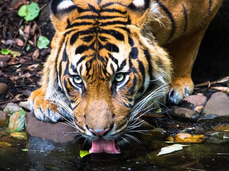 An adult Sumatran tiger (Panthera tigris sumatrae) drinking water from a pond.