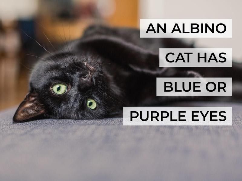 An Albino Cat Has Blue or Purple Eyes