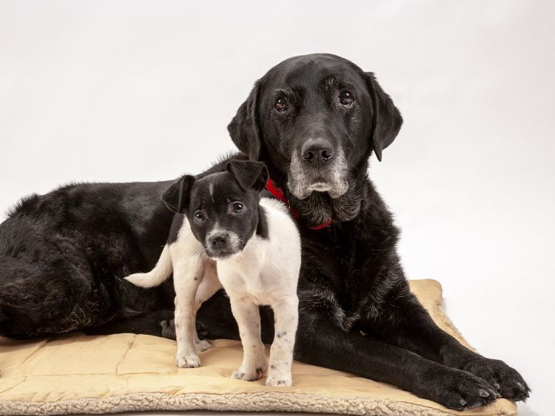 An elderly black Labrador and her new 3 month old Jack Russell cross puppy friend.