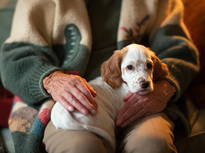 An elderly person holding an elderly dog on their lap