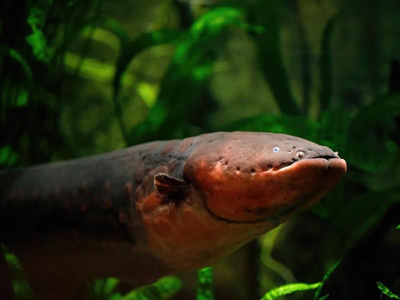 An electric eel's superpower releases in jolts