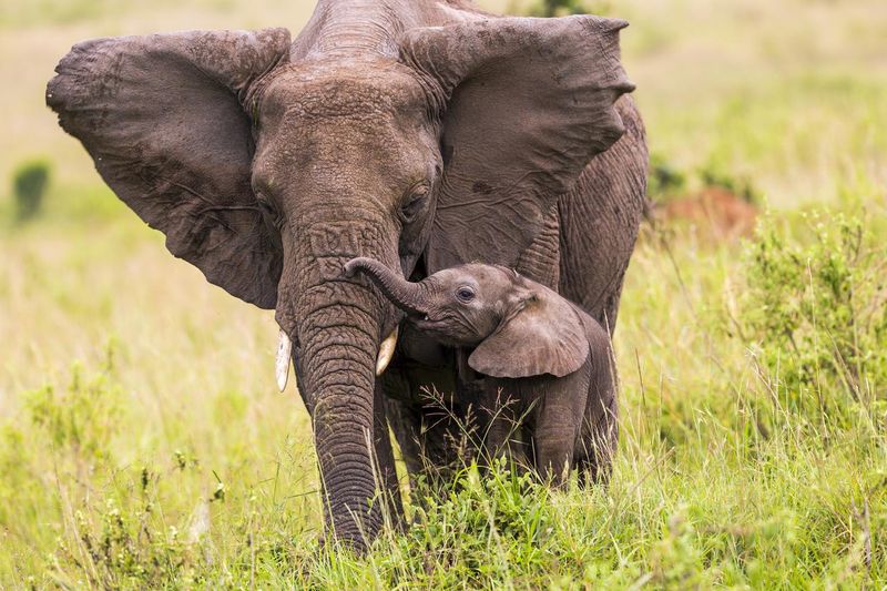 An elephant and its baby walking in long grass
