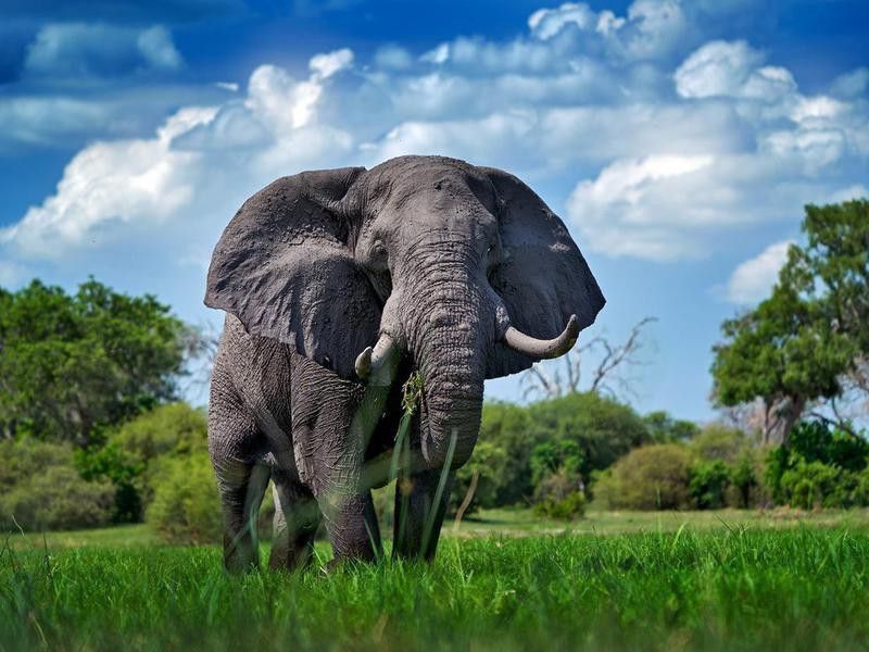 An elephant's trunk has superpowers