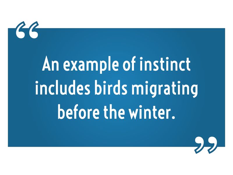An example of instinct includes birds migrating before the winter