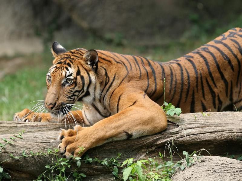 An indo-chinese tiger sharpens his claws on a log.