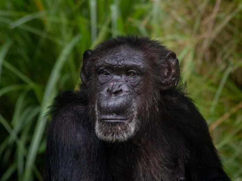 An old chimpanzee with grey hair
