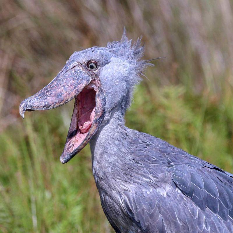 An open-mouthed shoebill