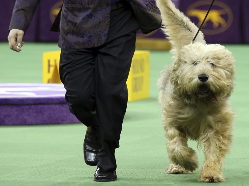 An otterhound is shown in the ring during the Hound group competition during the 140th Westminster Kennel Club dog show, Monday, Feb. 15, 2016, at Madison Square Garden in New York