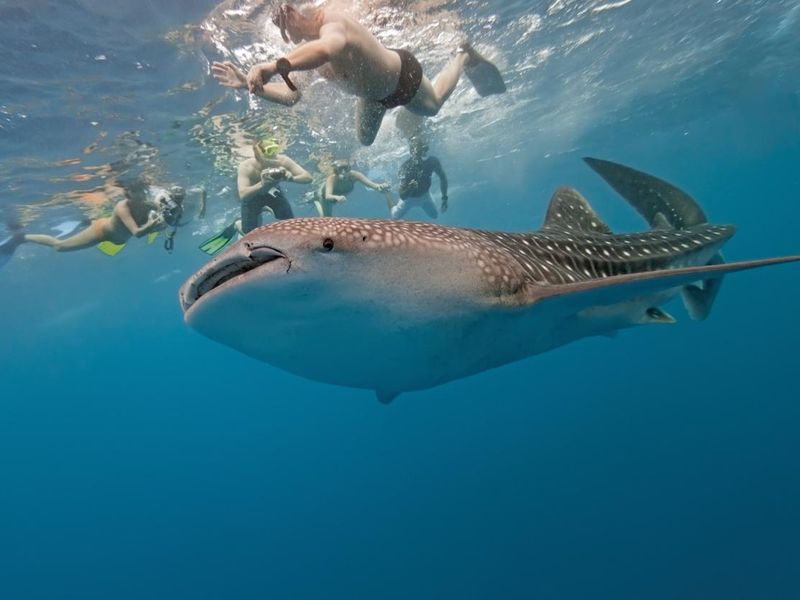 An underwater shot of divers looking at a whale shark