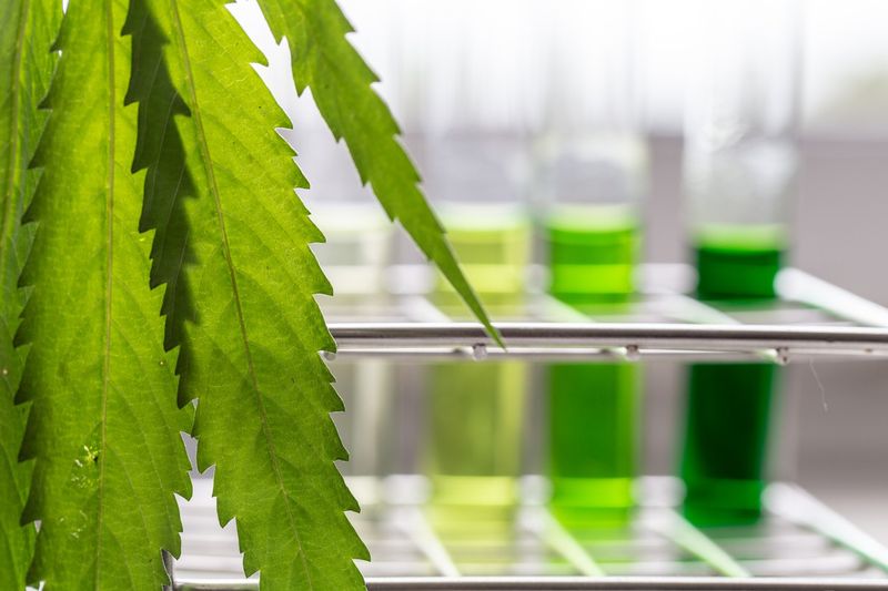 Analysis of cannabis in laboratory