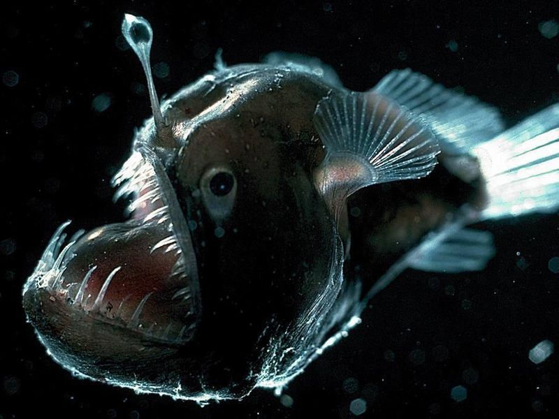 Anglerfish close up