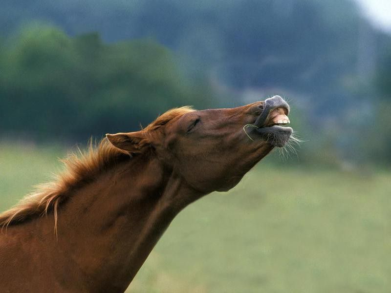 Anglo Arab Horse, adult in flehmen