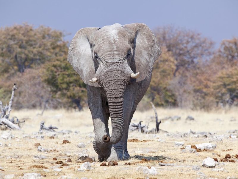 Angry Elephante, Etosha National Park, Namibia