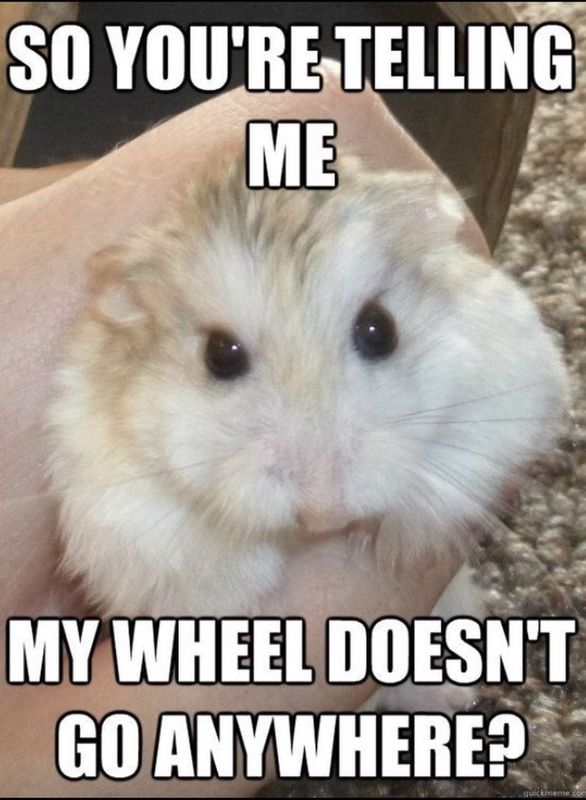 Angry hamster meme