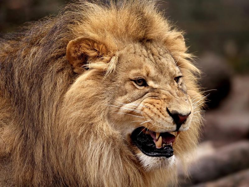 Angry male lion