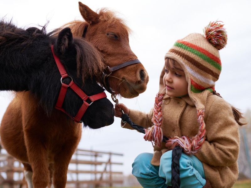 Animal-Assisted Therapy With Cute Ponies