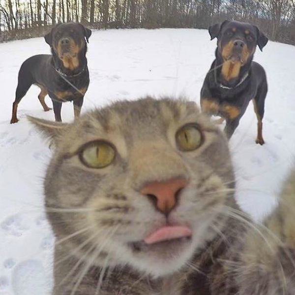 Animal taking selfie