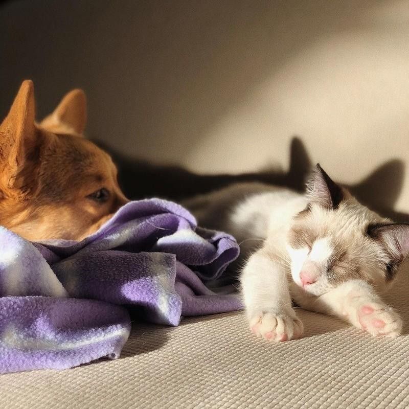 Another sleeping cat and dog