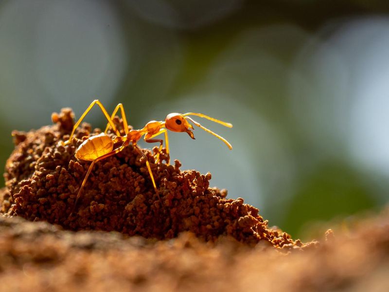 Ant defending its burrow