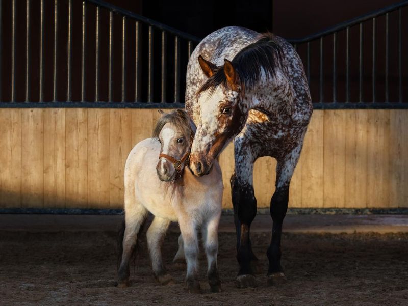Appaloosa horse and American miniature horse in paddock at sunset light.