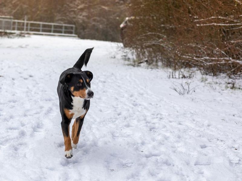 Appenzeller Sennenhund walks in the snow