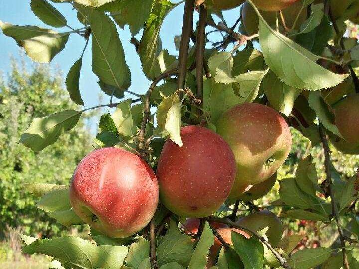 Apple picking in Virginia
