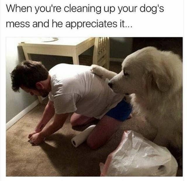 Appreciative dog