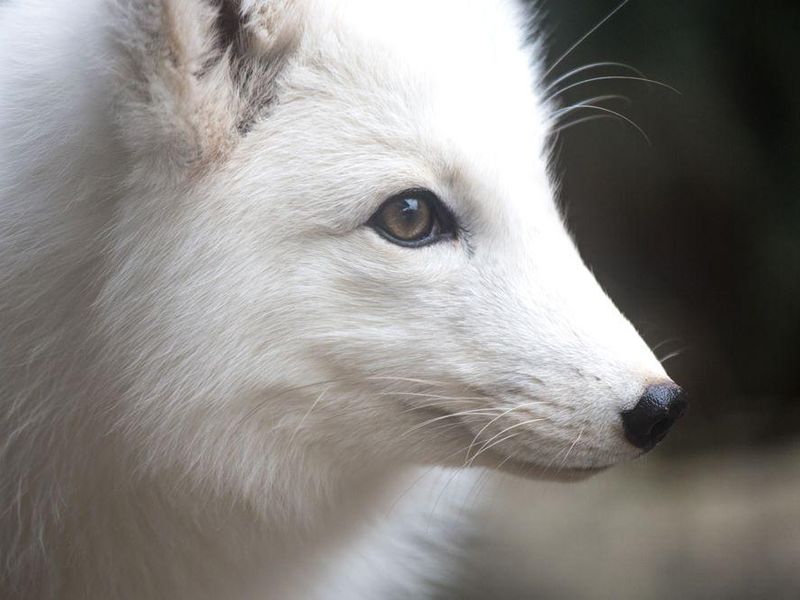 Arctic fox close up