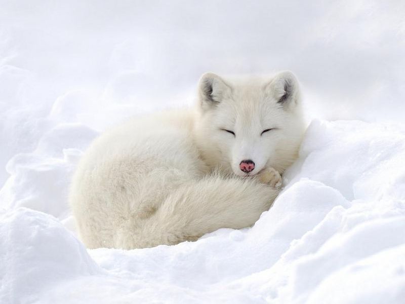 Arctic fox in the snow.