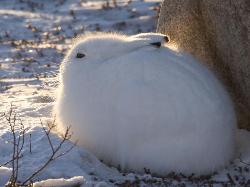 Arctic hare.