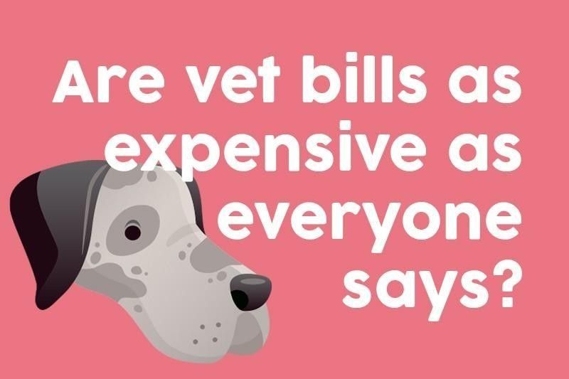 Are vet bills as expensive as everyone says?
