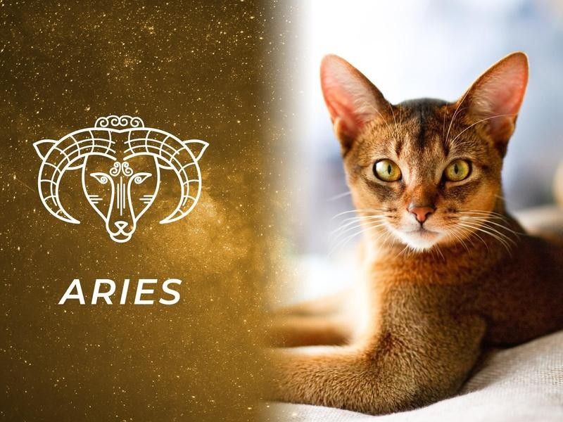 Aries: Abyssinian