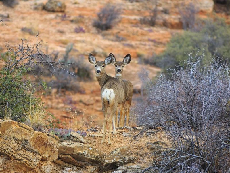 Arizona desert mule deer