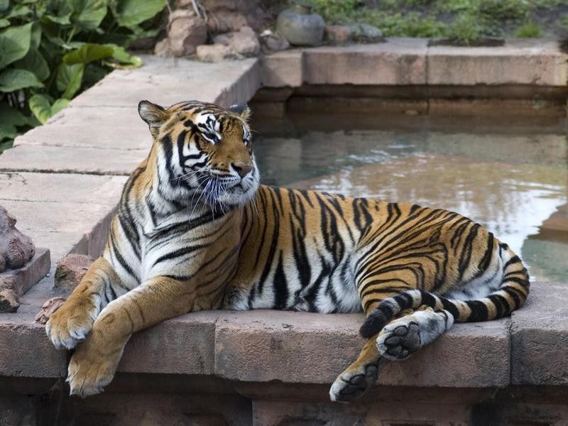 Asian Bengal Tiger