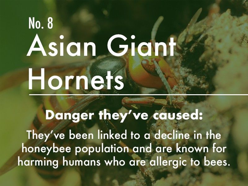 Asian Giant Hornet dangers