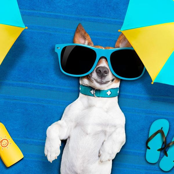 Ask Doctor Dog: Do Dogs Need Sunscreen?