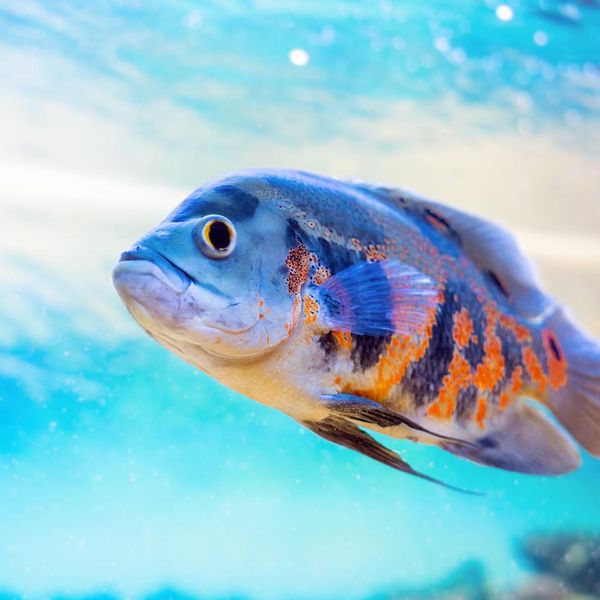 15 Unique Kinds of Oscar Fish for Next-Level Aquariums
