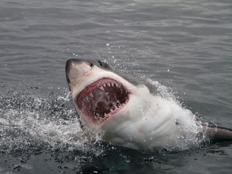 attacking shark