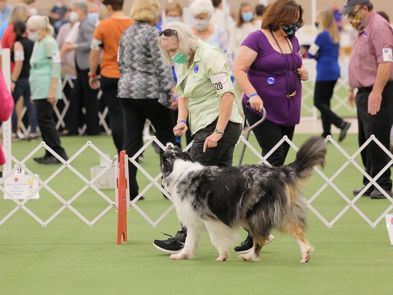 Aussie at Rally Obedience