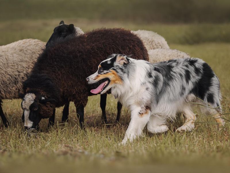 Aussie dog herding sheep