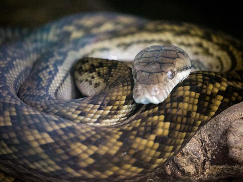 Australia: Scrub Python