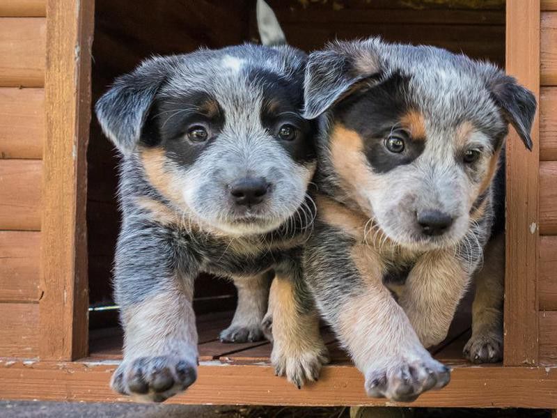 Australian cattle dog puppies